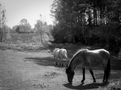 Saw lots of these Ponies during the walk.